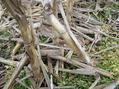 #3: Can't Get Indiana Off My Mind:  Ground cover at the confluence:  Corn.