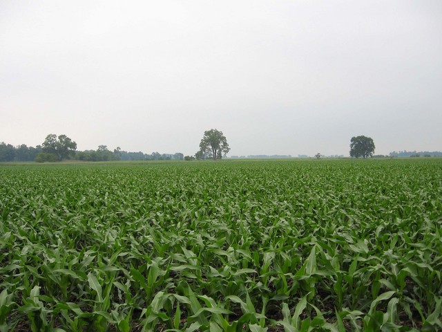 More corn to the east.