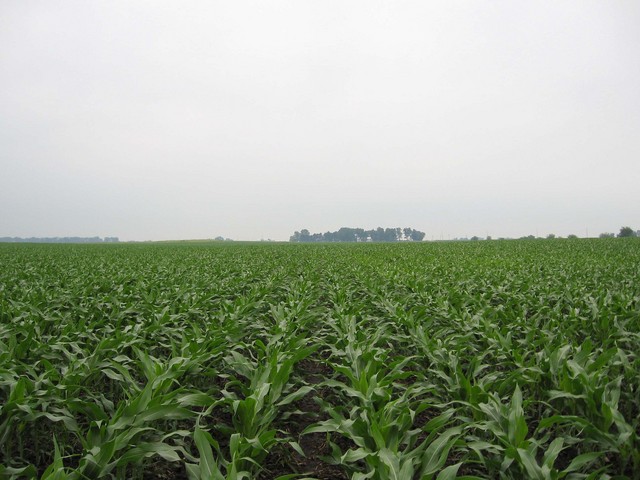 And lots of corn to the south.