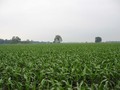 #2: More corn to the east.