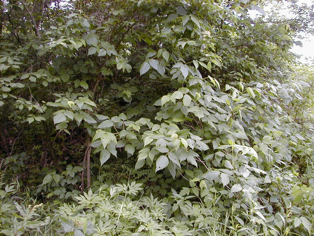 A fine crop of poison ivy