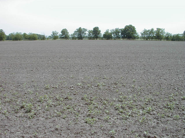 Facing south, the plowed field.