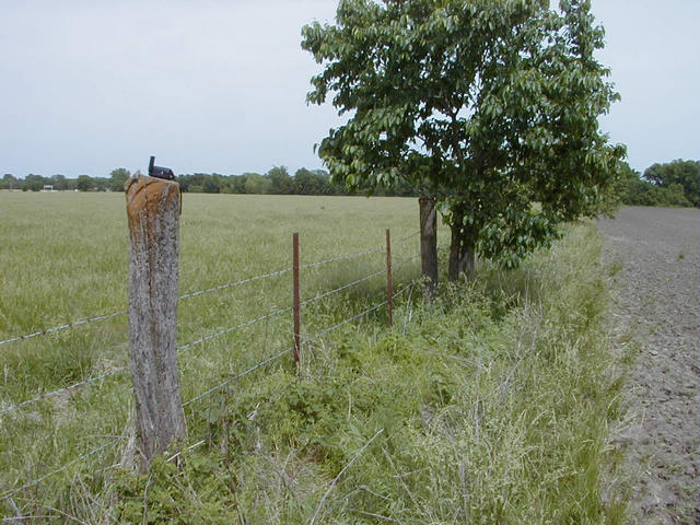 Looking east along the fence line.