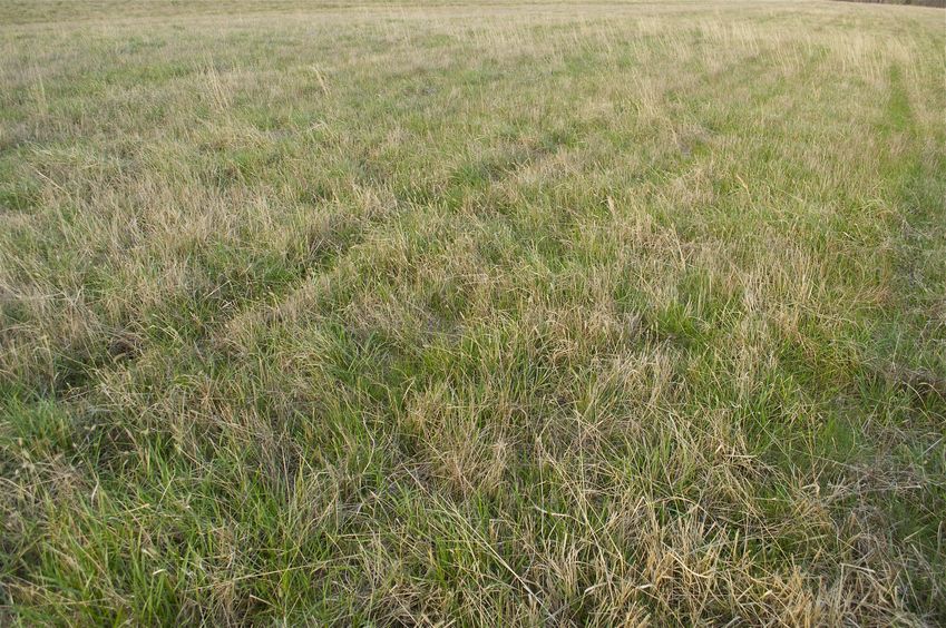 The confluence point lies in an empty, grass-covered field