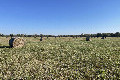 Visit #3: [05-Nov-21]