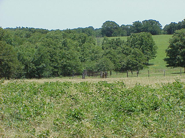 Confluence is in the woods to the left of fence corner