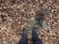 #6: Ground cover; note the rocks in these woods