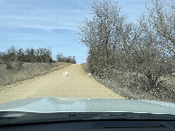 #9: Goat crossing about three miles north