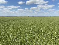 #4: View to the north from the confluence.