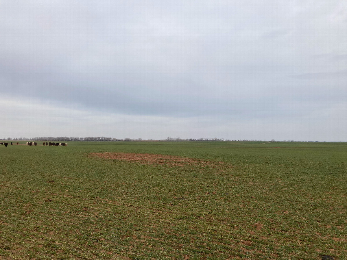 Looking northeast toward 37N 98W, located beside the dirt patch in the middle of the photo