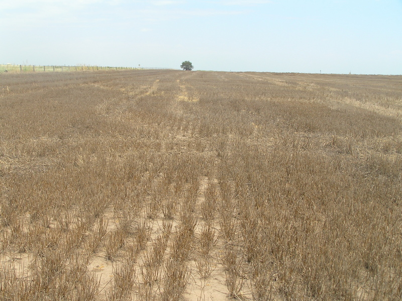 View to the north from the confluence.