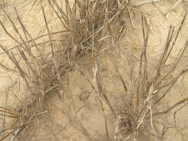 Ground cover at confluence point.