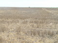 #3: View to the east from the confluence.