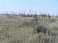 #3: View to the north from the confluence.