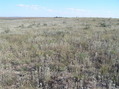 #5: View to the south from the confluence.