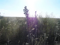 #6: View to the west from the confluence point.