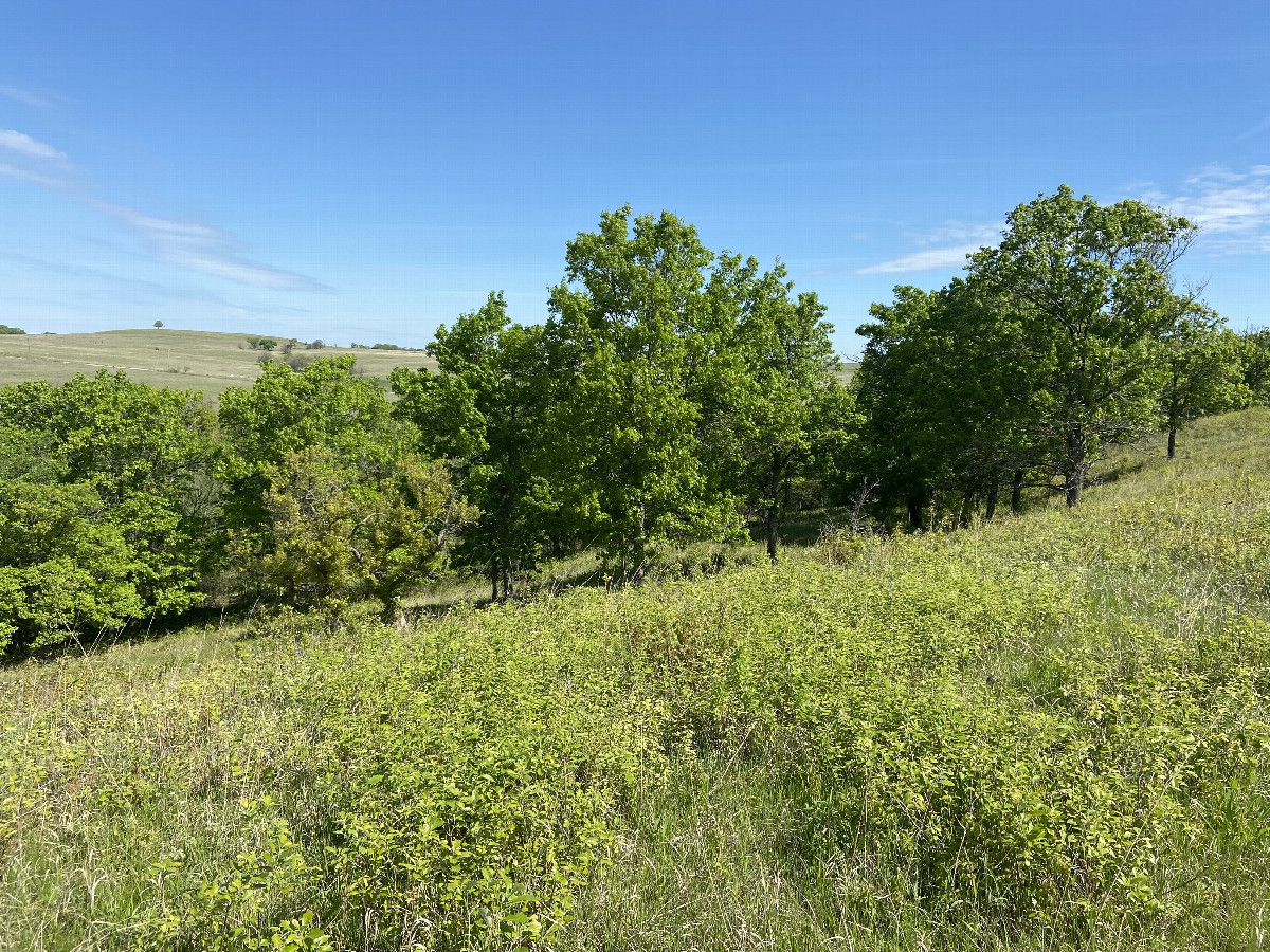 View to the north from the confluence point. 