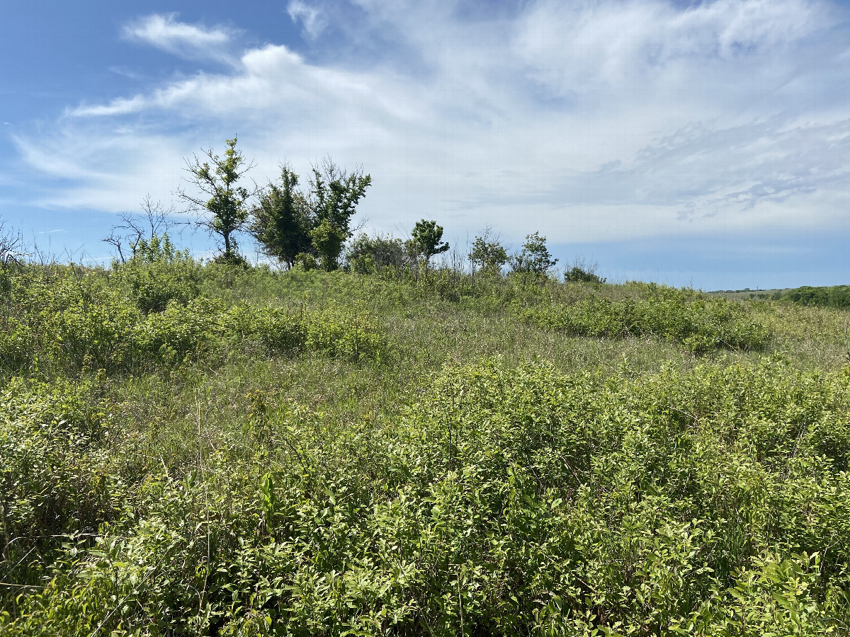 View to the south from the confluence point. 