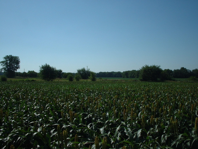 Looking South from the confluence.