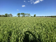 #5: View to the east from the confluence point. 