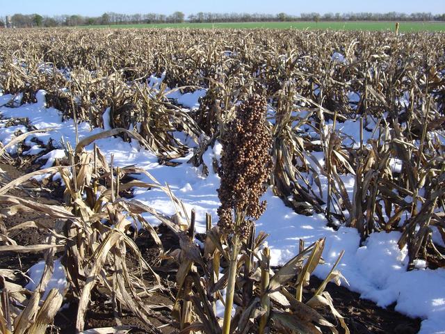 One missed stalk of milo near the confluence