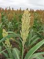 #6: Milo stalk near confluence point.  Milo is used as feed grain in the United States.