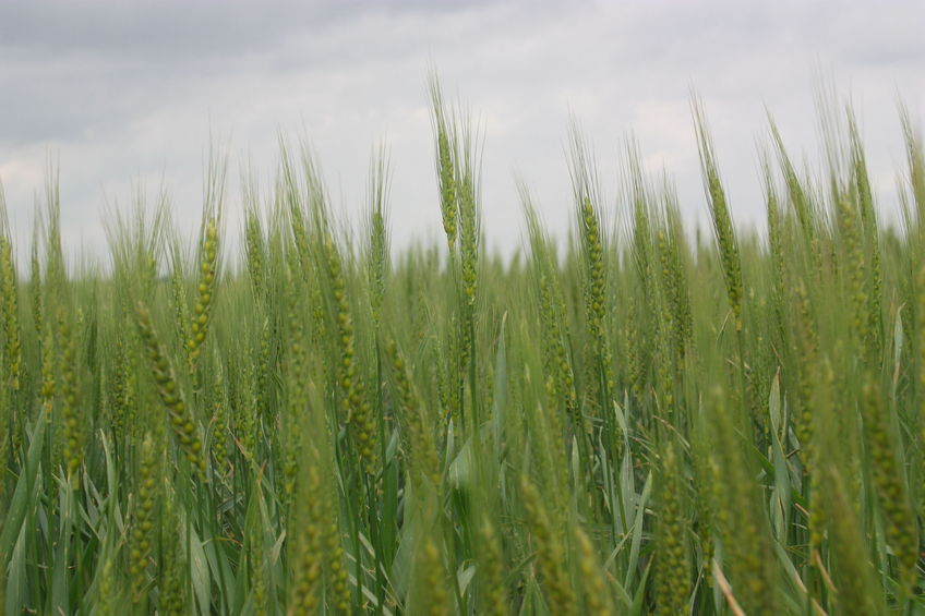 Wheat Close-Up