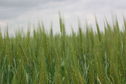 #7: Wheat Close-Up