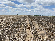 #7: View to the west from the confluence point. 