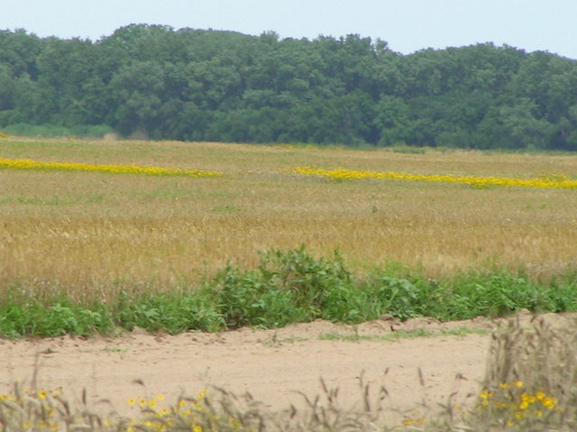 Wildflowers and trees to the northeast from the confluence.