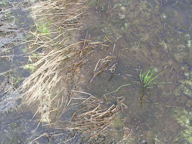 Saturated groundcover at 38 North 99 West.