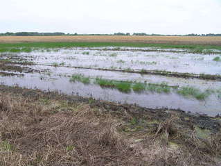 #1: View of the wet confluence of 38 North 99 West, looking southeast.