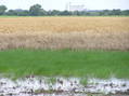 #4: View to the southeast, showing the grain elevator of Macksville along US Highway 50, 3 miles distant.