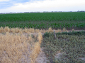 #7: A variety of ground covers intersection very close to the confluence