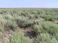 #4: View to the north from the confluence showing Coolidge's grain elevators across the Arkansas River.