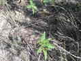 #6: Groundcover at the confluence site.