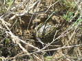 #8: Turtle on the walk back from the confluence.