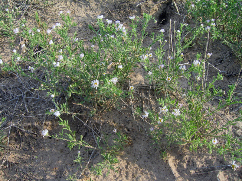 Ground cover.  