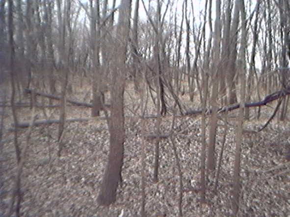 Woods in area