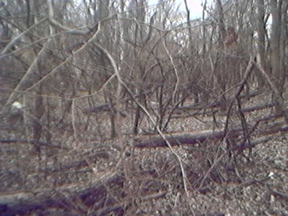 Woods in area