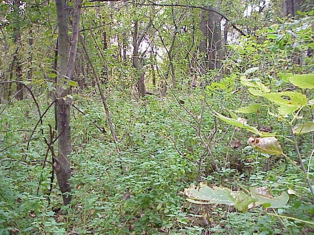 Confluence site, looking south toward the Kansas River.