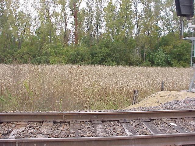 View from the railroad tracks, looking south over the cornfield to the woodland where the confluence is located.