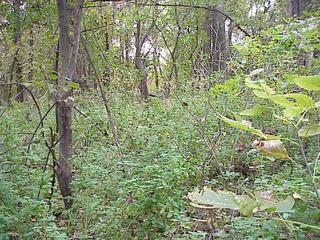 #1: Confluence site, looking south toward the Kansas River.