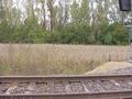 #5: View from the railroad tracks, looking south over the cornfield to the woodland where the confluence is located.