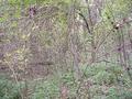 #8: View to the west from the confluence site.