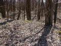 #2: View from the confluence to the south