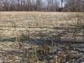 #3: View from the confluence to the east