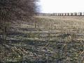 #4: View from the confluence to the west