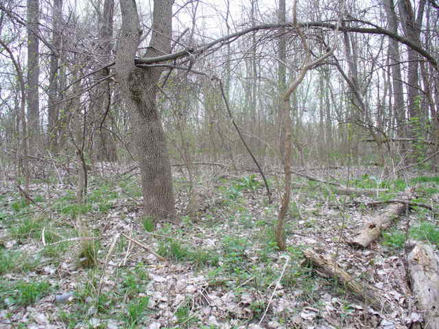 View from site looking south