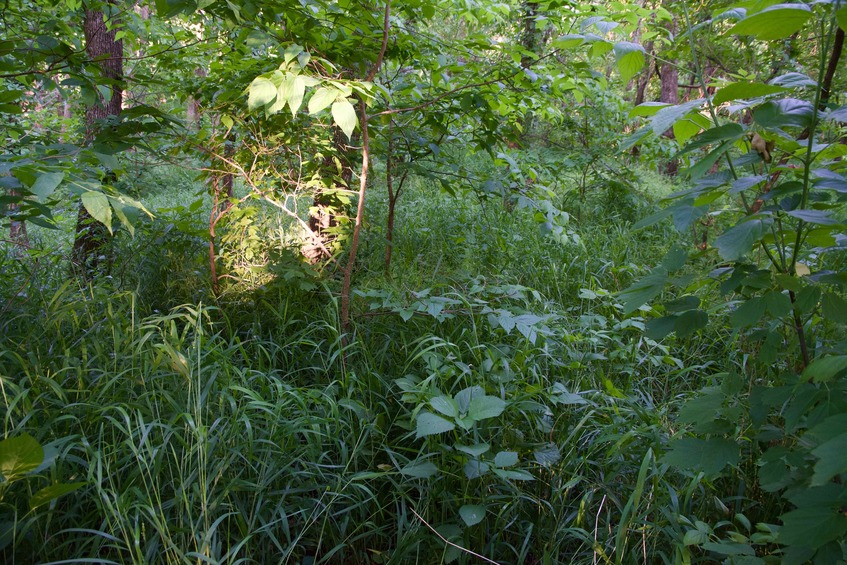 The confluence point lies in thickly-vegetated woodland